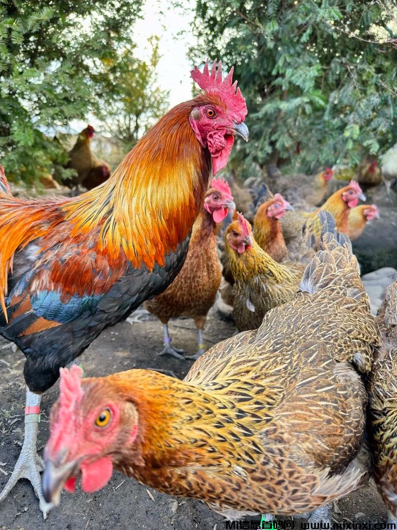 20250124192110148-1737715492920