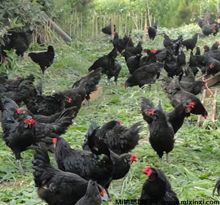 20250211085110137-IMG_20250211_085022